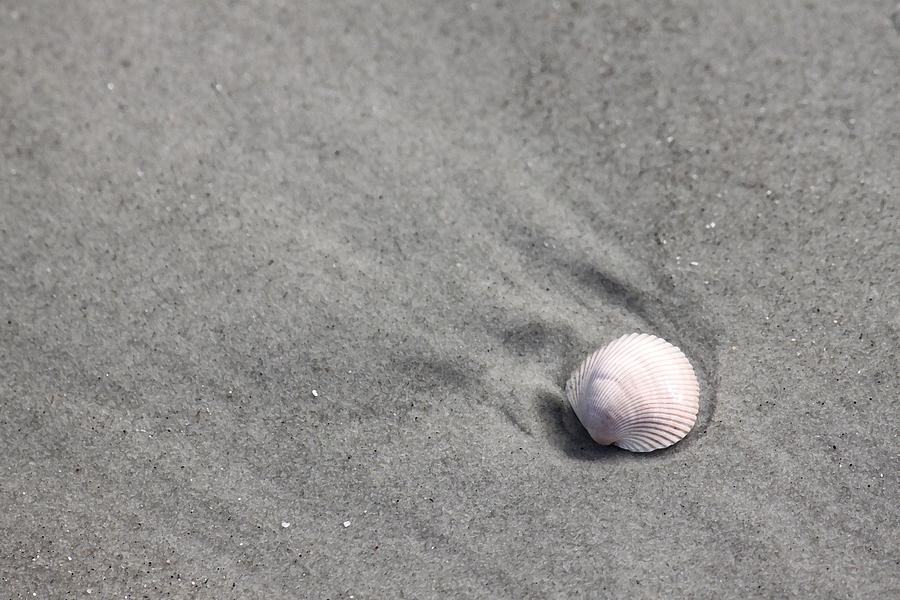 Pink Shell Photograph by Carolyn Jacob