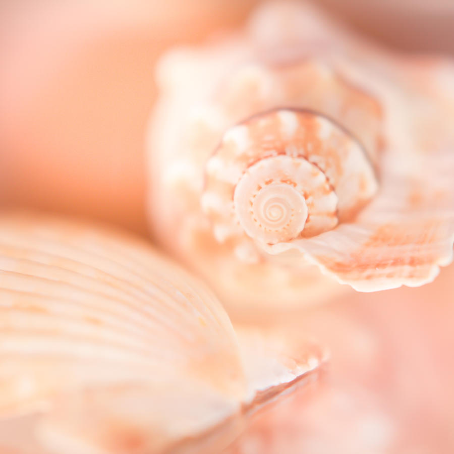 Pink Shell Pair Photograph by Hermes Fine Art