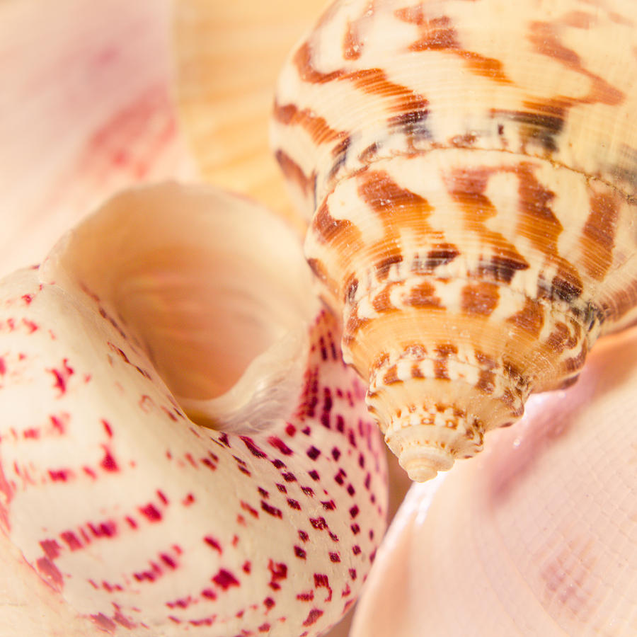Pink Shells Photograph by Hermes Fine Art