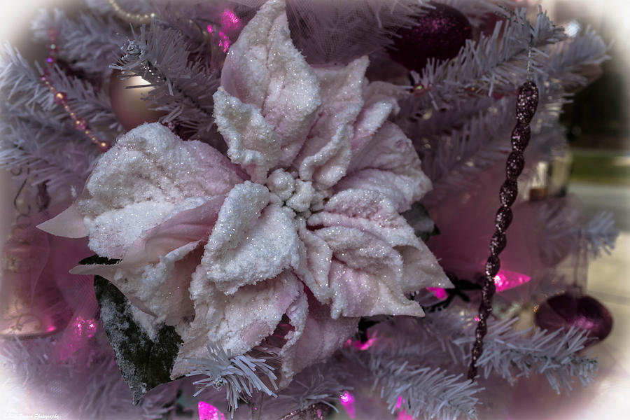 Pink Shimmery Christmas Photograph by Debra Forand