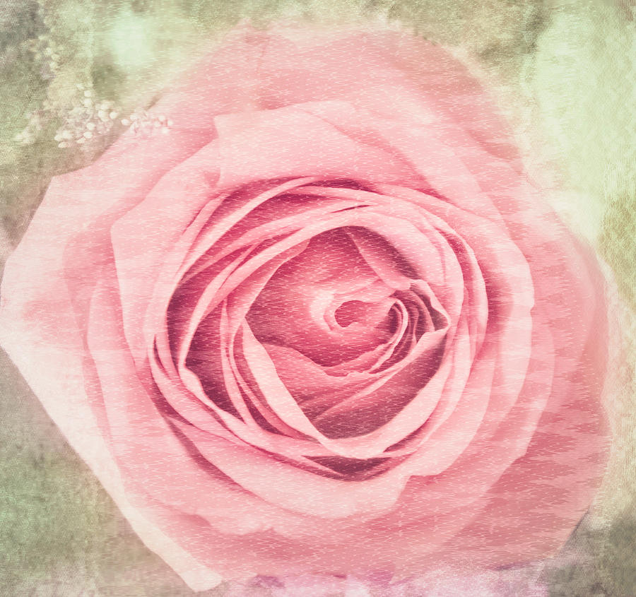 Pink, Single Rose Photograph by Cynthia Wolfe