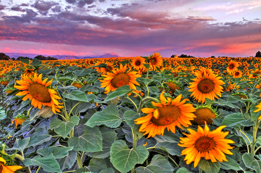 Summer Photograph - Pink Skies and Sunflowers by Scott Mahon