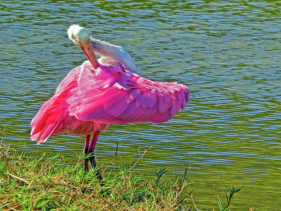 Pink Skirt Photograph by A H Kuusela