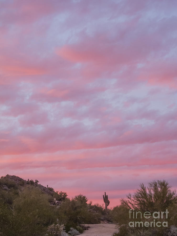 Pink Sky Desert Sunset Photograph by Tamara Becker