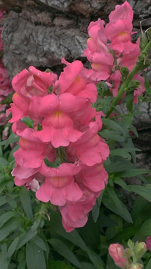 Pink Snapdragons Photograph by Cheryl Elam - Fine Art America