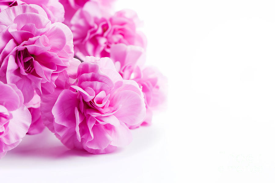 Flower Photograph - Pink soft spring flowers bouquet on white background by Michal Bednarek