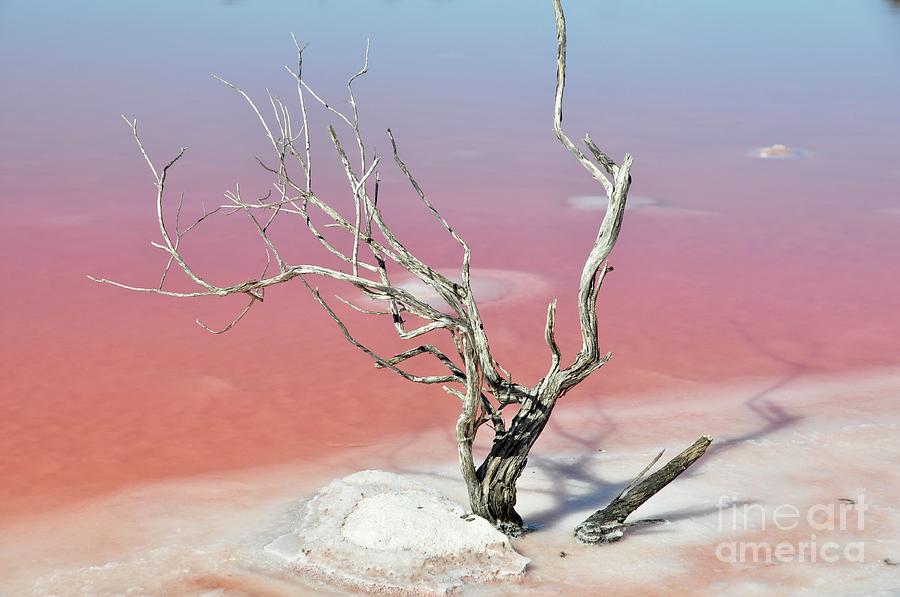 Pink Solitude Photograph by Csilla Florida