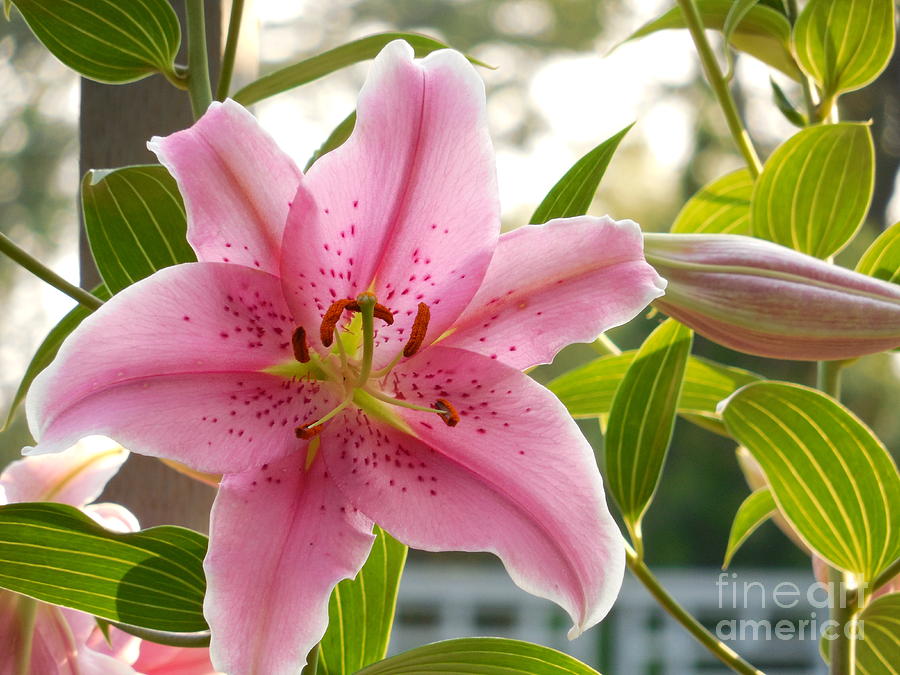 Pink Sorbonne Lily And Leaves Photograph by Rowena Throckmorton