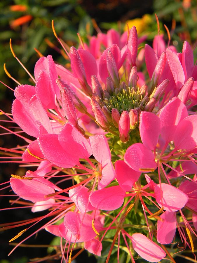 Pink Spider Flower 3 Closeup Photograph by Warren Thompson