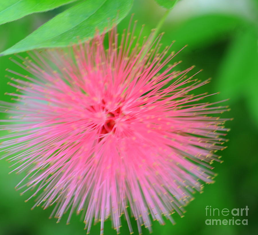 Abstract Photograph - Pink Spikes by Kathleen Struckle