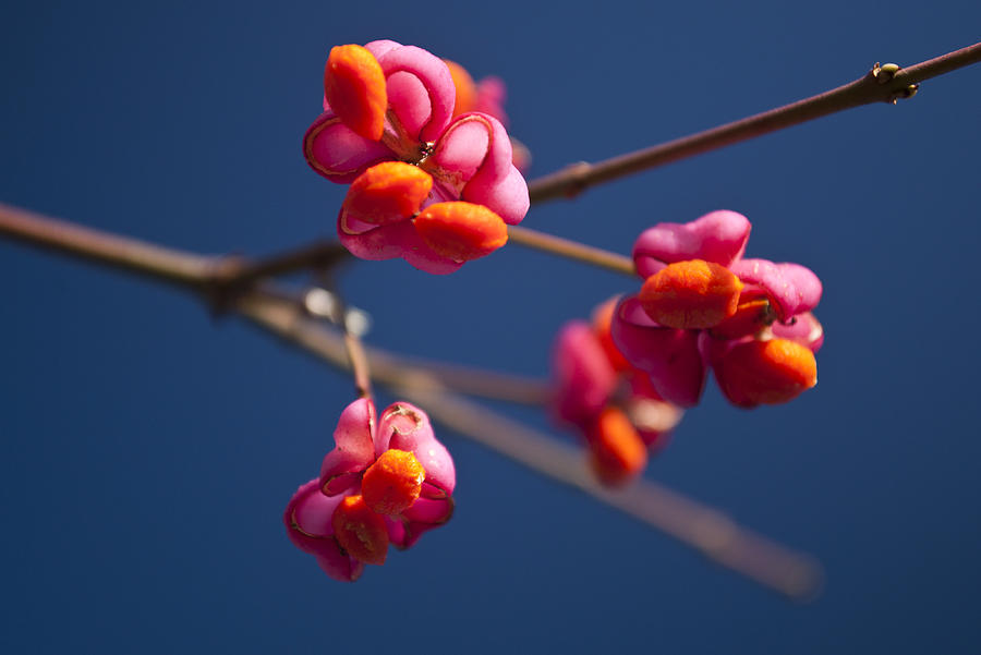 Pink Spindle fruit by David Isaacson Pink Spindle fruit by David Isaacson