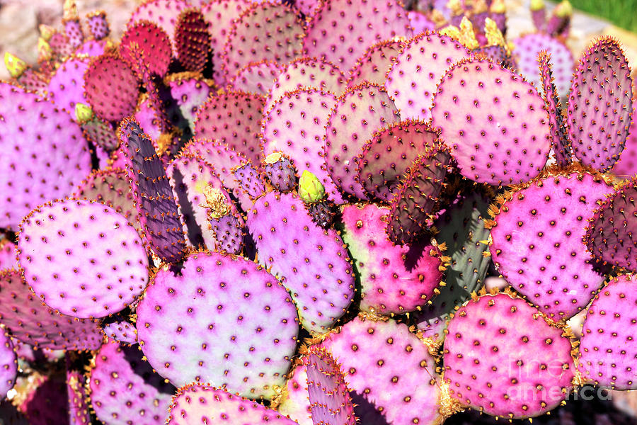 Pink Spineless Opuntia Chlorotica Santa Rita Photograph by John Rizzuto