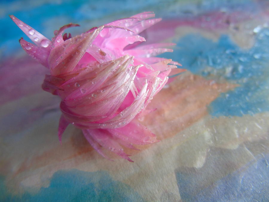 Pink Splashes Photograph by Barbara St Jean