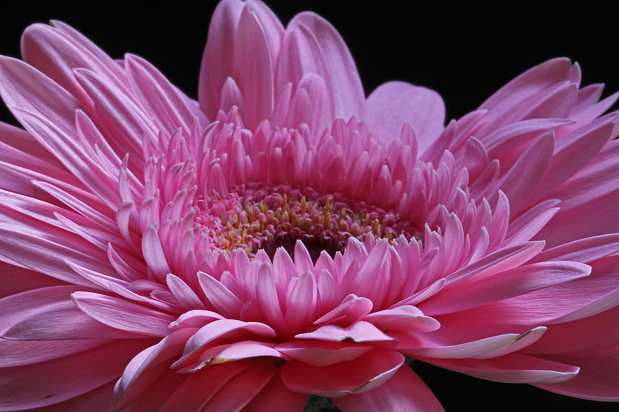 Flower Photograph - Pink Splendor by Juergen Roth