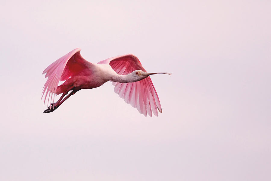 Pink Spoonbill in Flight Photograph by Jack Nevitt