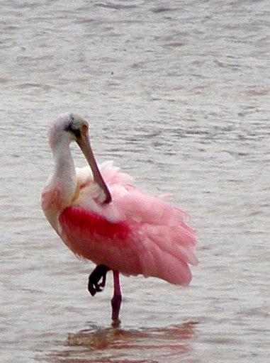 Spoonbill Photograph - Pink Spoonbill by Jeanette Oberholtzer