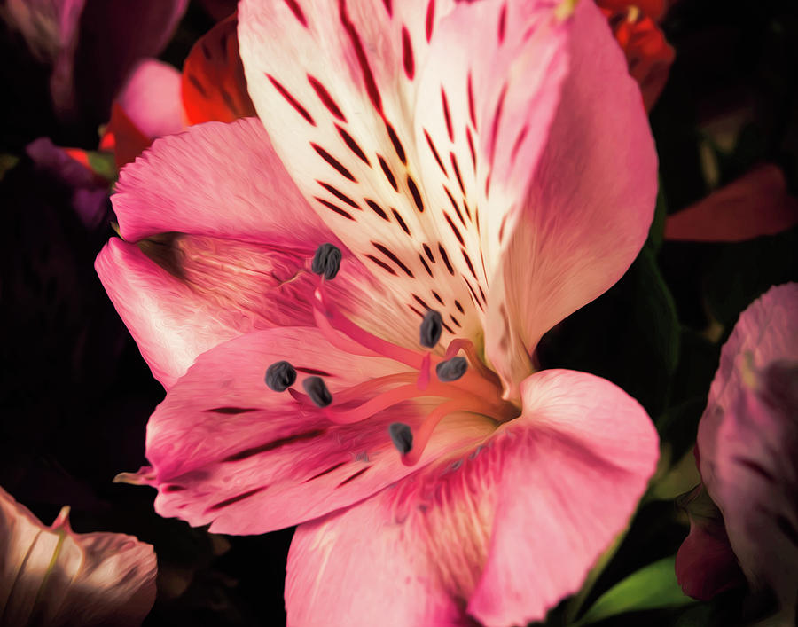 Pink Spotted Flower Photograph By Chester Wiker