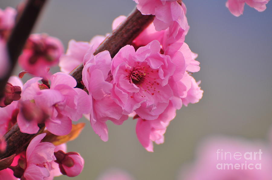 Pink Spring Photograph