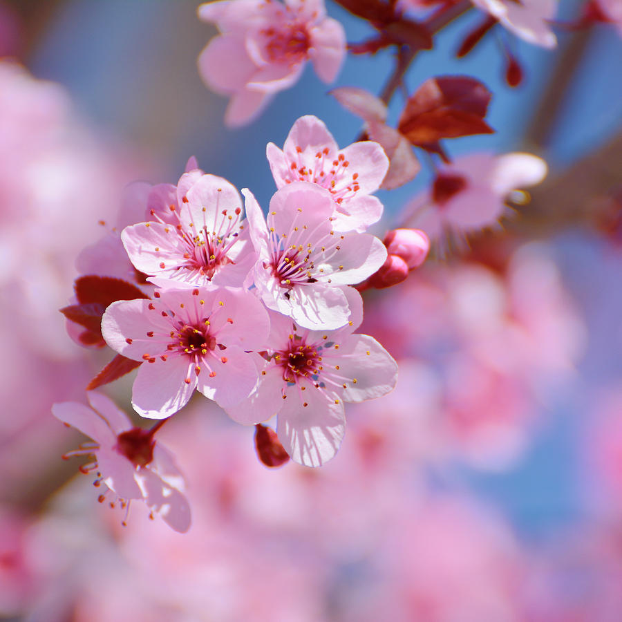 Pink spring Beautiful flowers Photograph by Guido Montanes ...