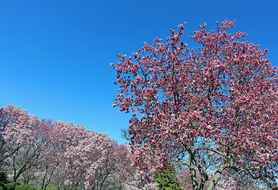 Pink Spring Blue Sky Photograph by Cora Wandel