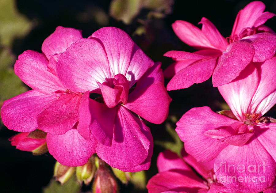 Pink Spring Florals Photograph by Clayton Bruster