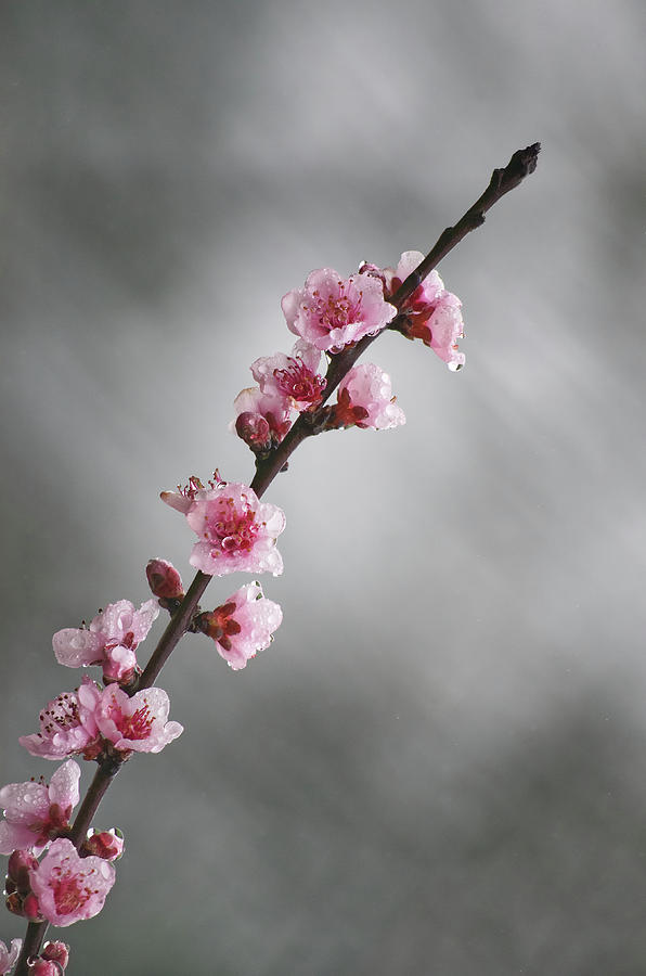 Pink spring II Photograph by Paulo Goncalves