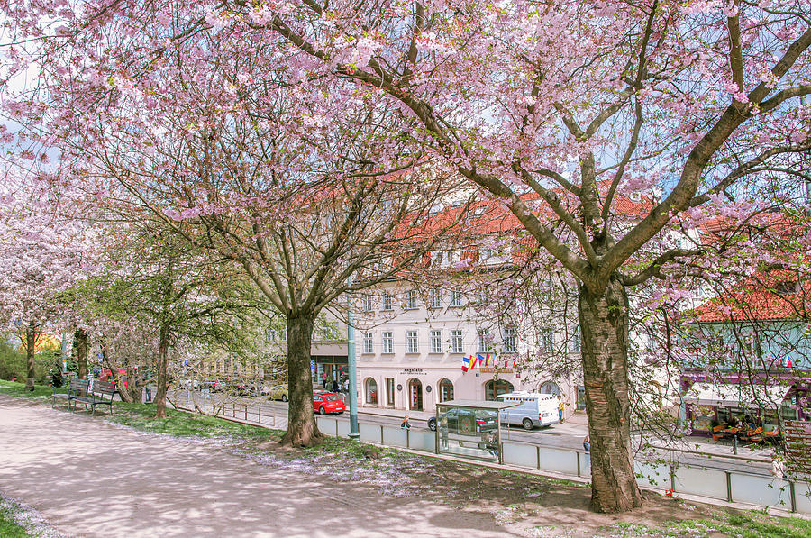 Pink Spring in Prague. Sakura Alley Photograph by Jenny Rainbow