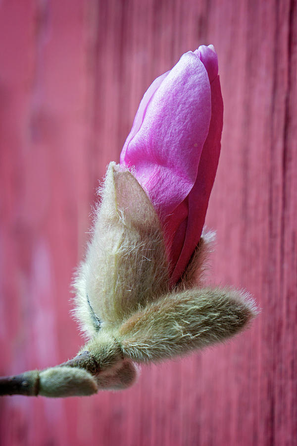 Pink Spring Photograph by Inge Riis McDonald