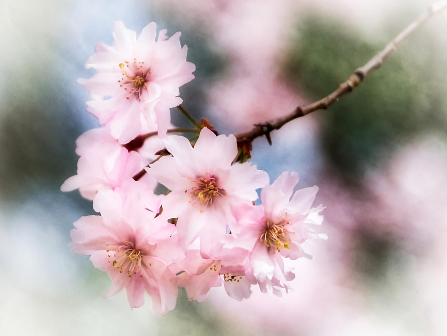 Pink Spring Photograph by Jane Selverstone - Fine Art America