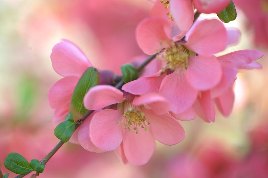 Pink Spring Marvels Photograph by Jenny Rainbow