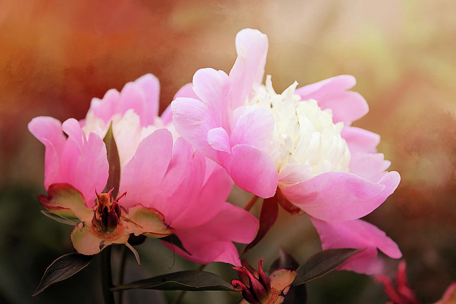 Pink Spring Peonies At Sunset Photograph by Theresa Campbell