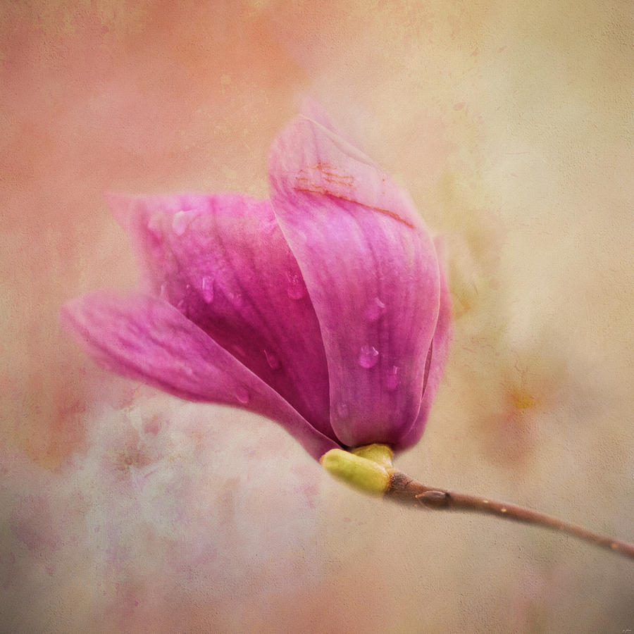 Pink Spring Treasure Photograph by Jai Johnson
