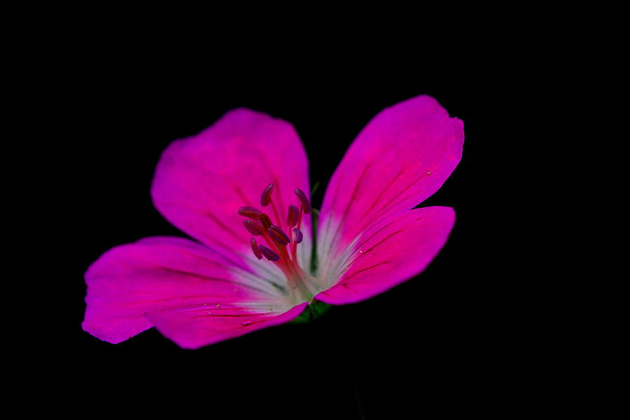 Pink Stamen Photograph by Richard Patmore