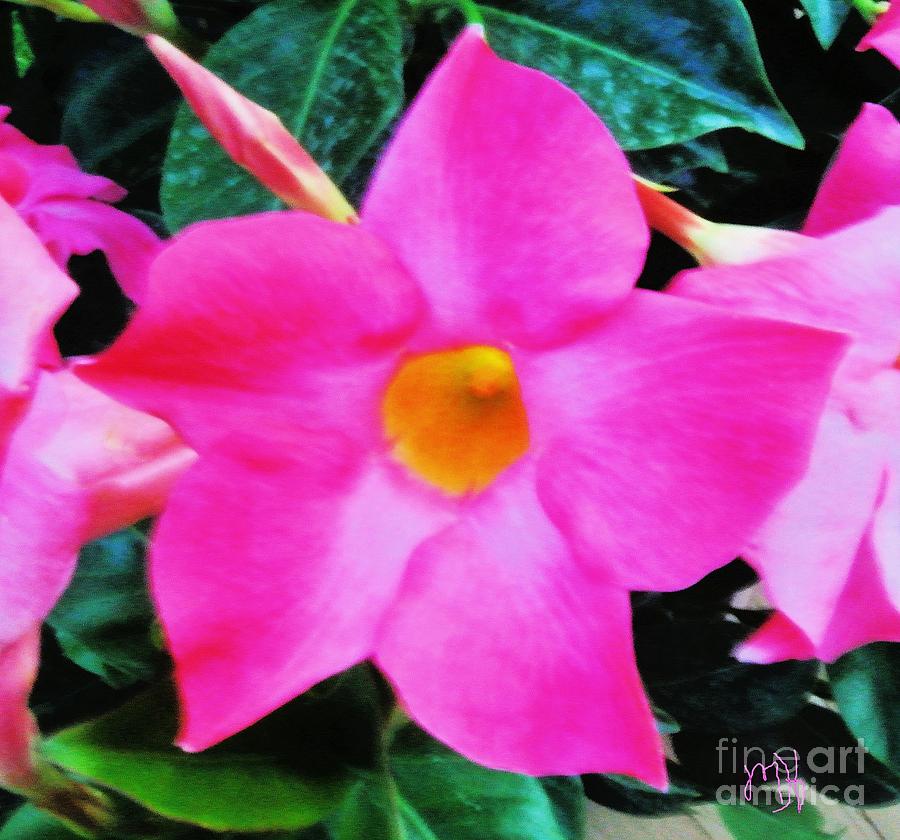 Pink Star Flower Photograph by Marsha Heiken