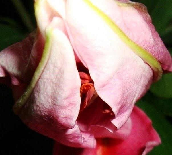 Pink Stargazer Lily  Photograph by Deborah Lacoste