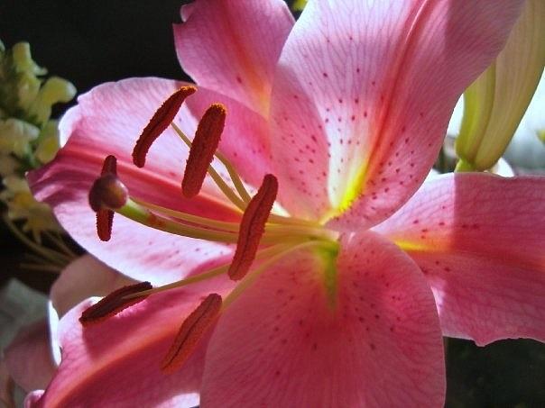 Pink Stargazer Lily in the Sunlight Photograph by Deborah Lacoste