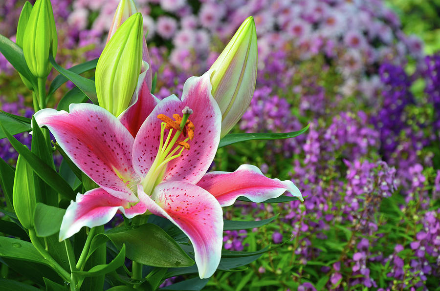 Lily Photograph - Pink stargazer lily by Ingrid Perlstrom