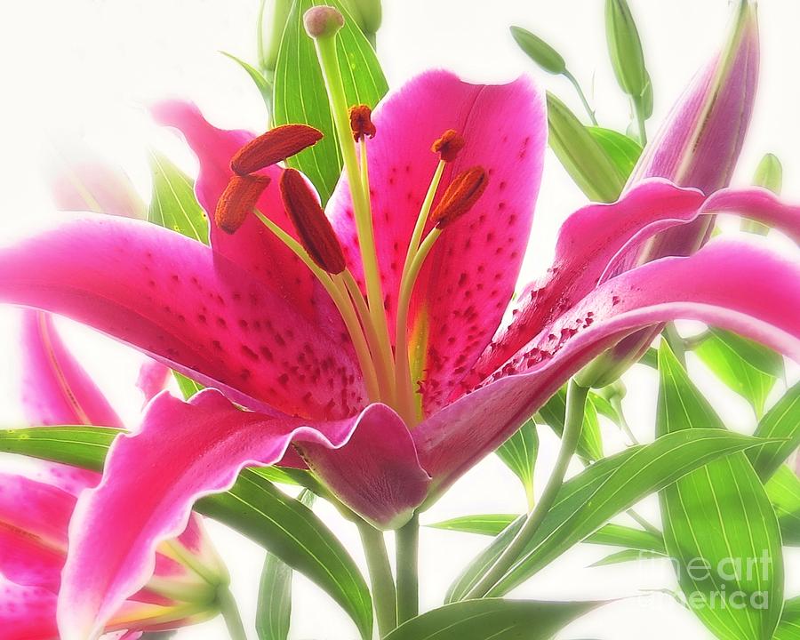 Pink Stargazer Lily Photograph by Scott Cameron