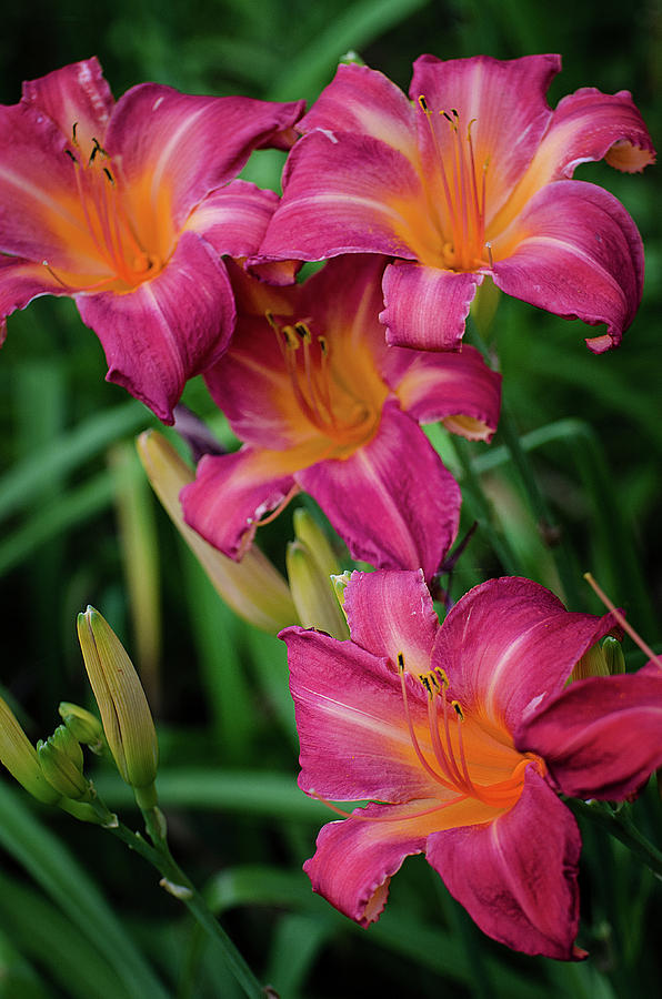 Pink Striped Day Lilies Photograph by Susan McMenamin