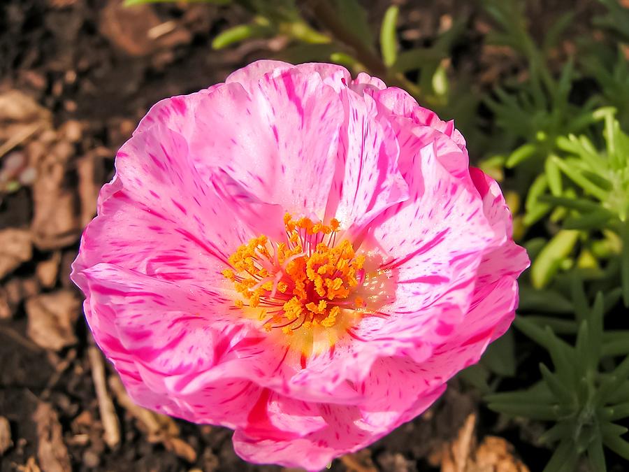 Flower Photograph - Pink Striped Rose Moss by Cynthia Woods