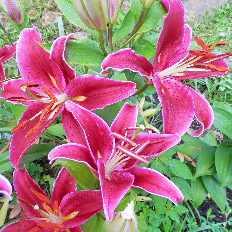 Asiatic Pink Lilly