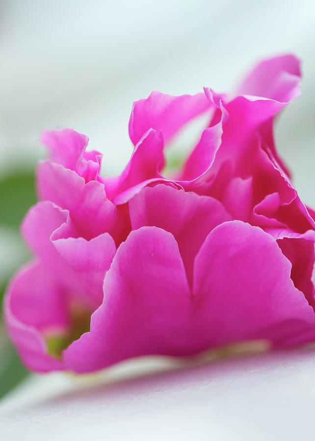 Pink Summer Flower Photograph
