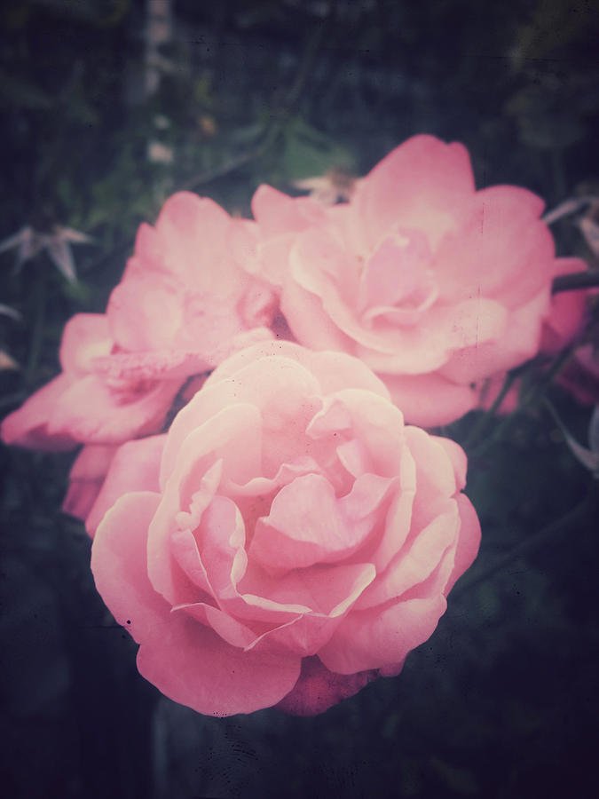 Anniversary Photograph - Pink Summer Roses by Tom Gowanlock Anniversary Photograph - Pink Summer Roses by Tom Gowanlock