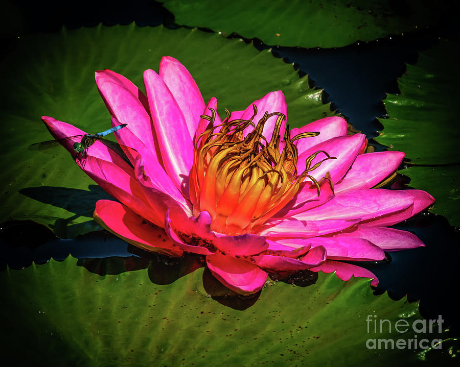 Pink Summer Water Lily Photograph by Nick Zelinsky Jr
