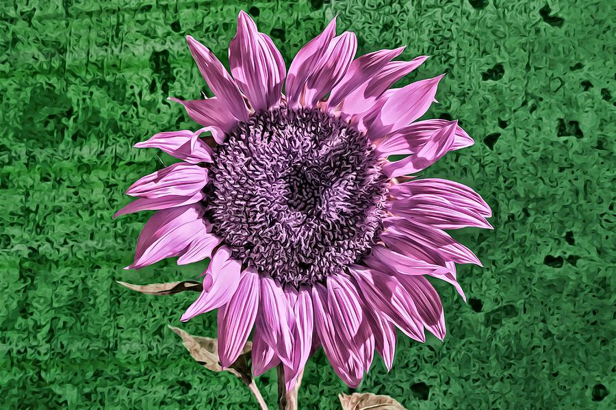Pink Sunflower Photograph by Alison Frank