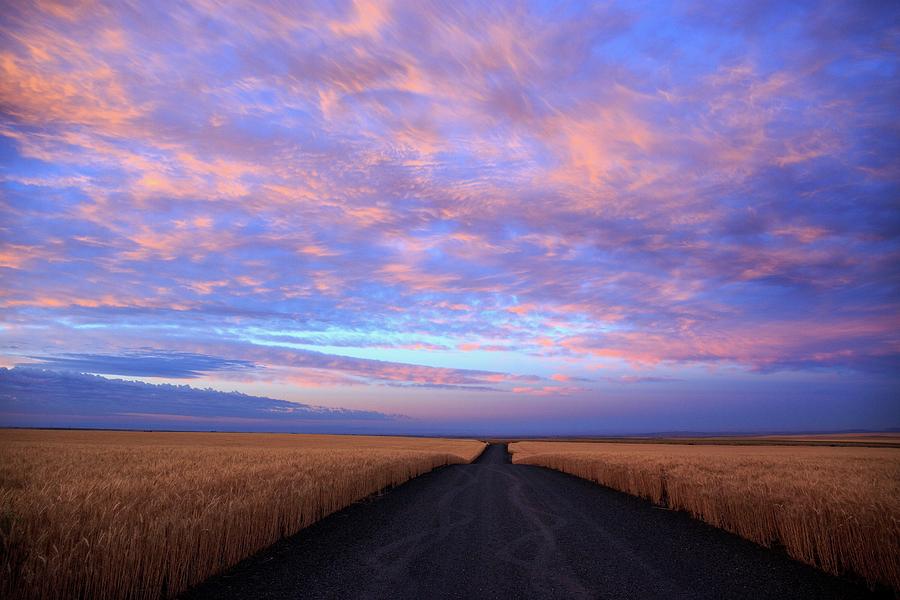 Pink sunrise with the wheat 2 Photograph by Lynn Hopwood