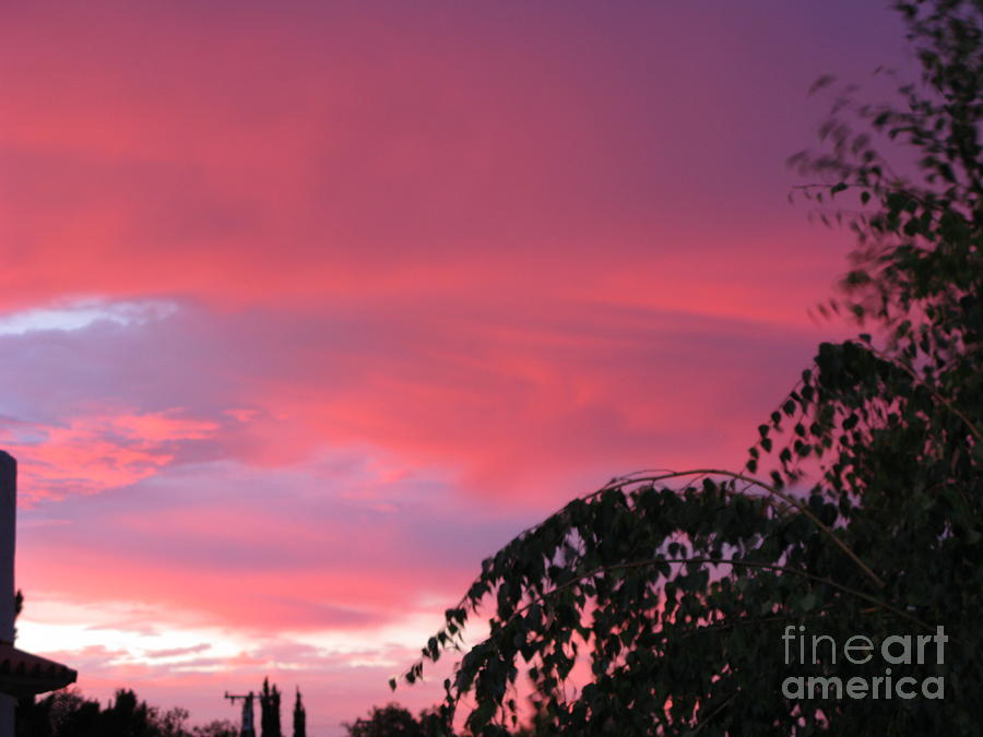 Pink Sunset Photograph by Mini Arora