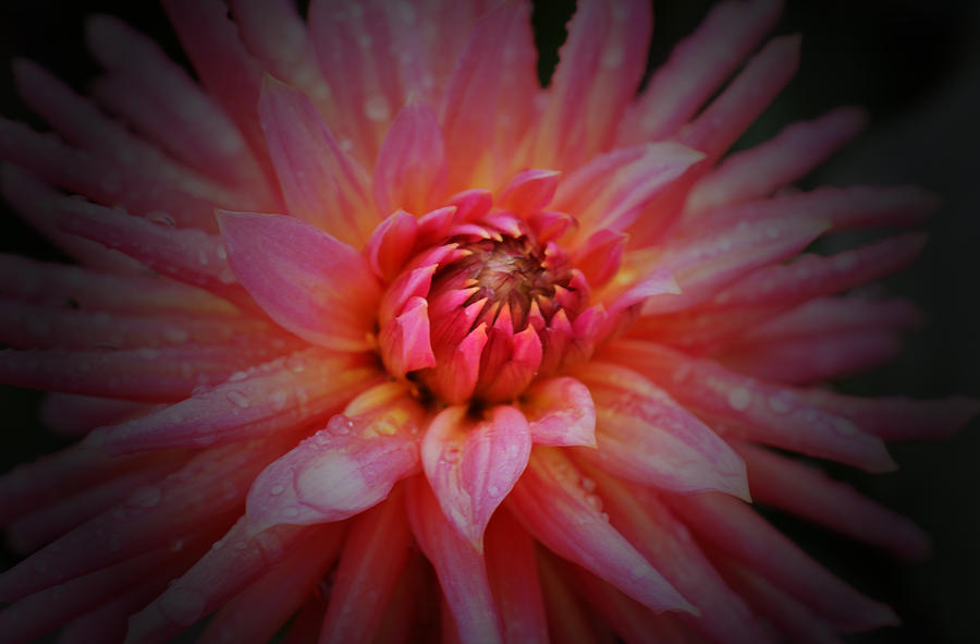 Pink Sunshine Photograph by Richard Andrews - Fine Art America