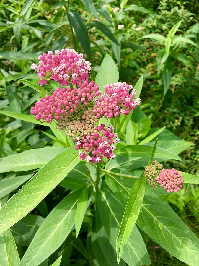 Pink Swamp Milkweed Photograph by P Henry Photos