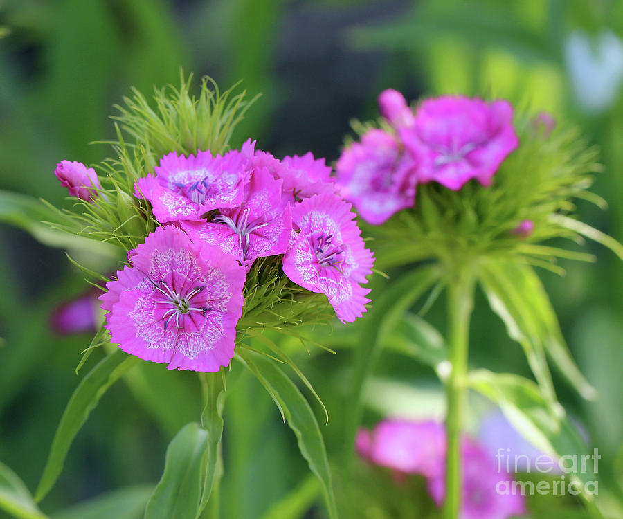 Flower Photograph - Pink Sweet William Flower Portrait  by Karen Adams